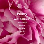Peony Multi-Surface Concentrate - Image 4