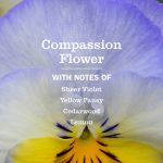 Compassion Flower Liquid Hand Soap - Image 4